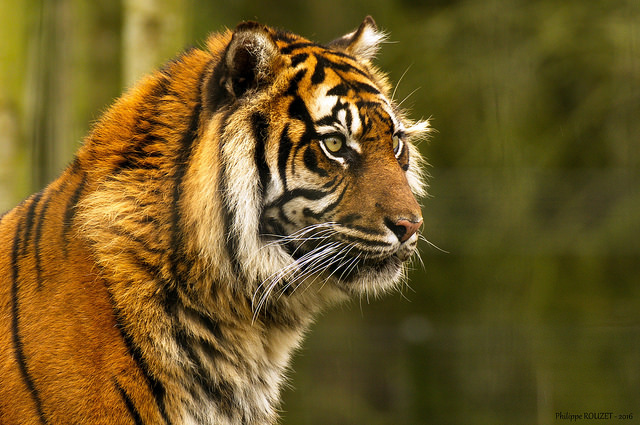 photographie animale de tigre